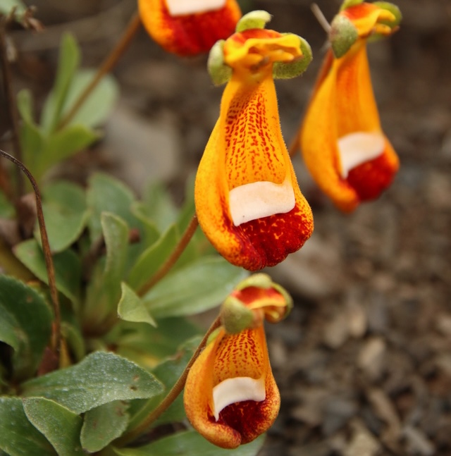 calceolaria.jpeg